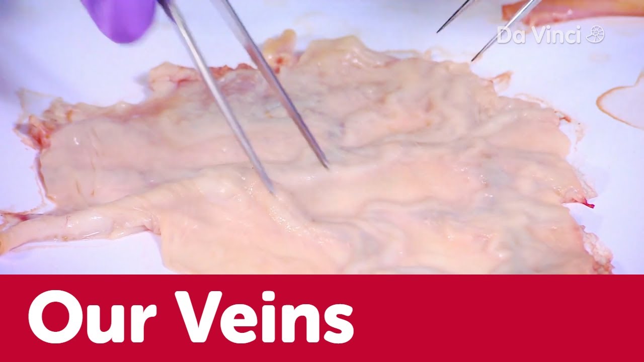 Veins in the human body😵🤯 | Operation Ouch | Da Vinci TV