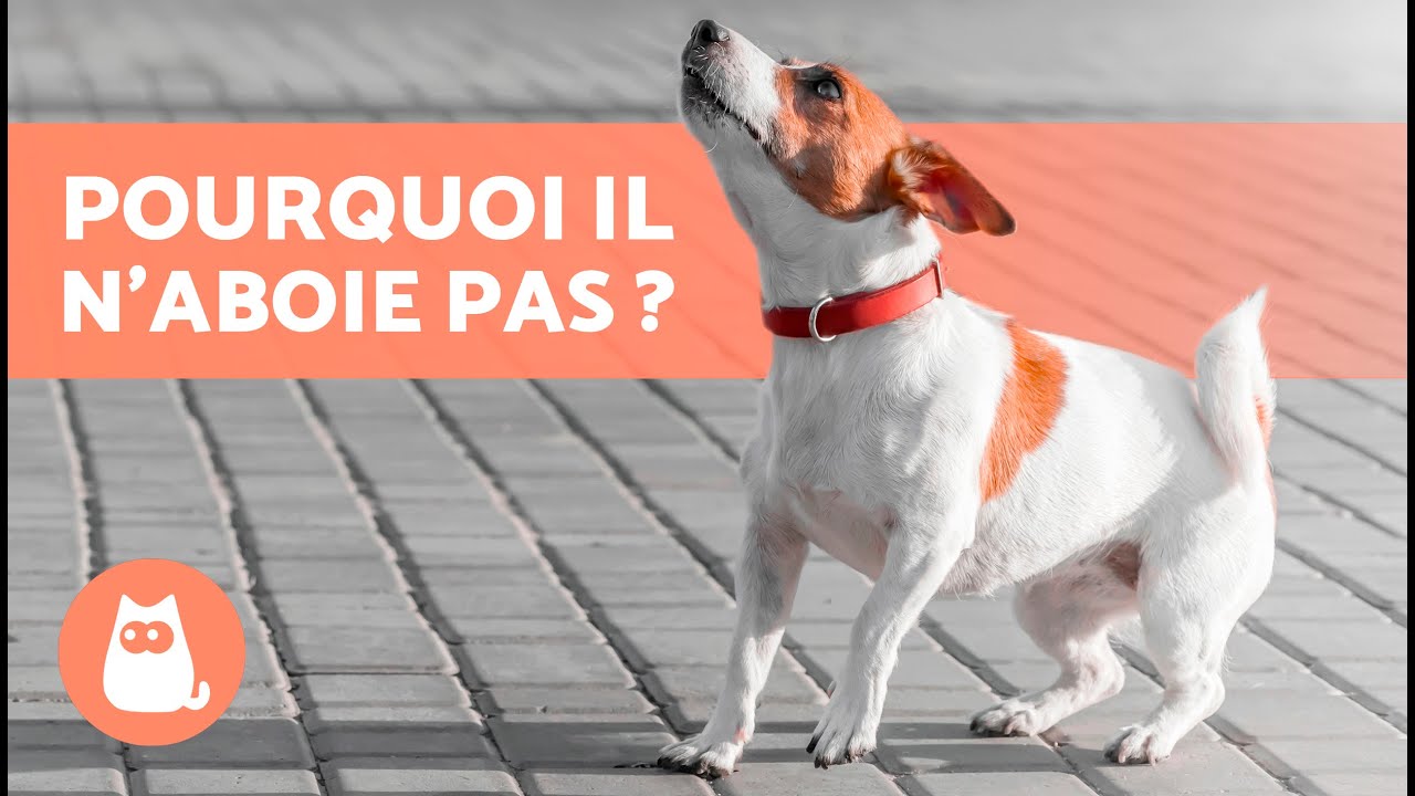 Pourquoi MON CHIEN N'ABOIE PAS ? 🐶🔇 (4 raisons)