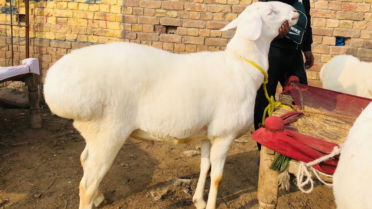 Big frame Turkey dumba full heavy weight live sado full video dekhien HS GOAT FARM 🐐