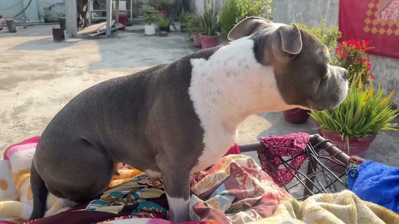 Most comfotable place of Bella in winters🥶⛄️ #vlog #dogvideos 