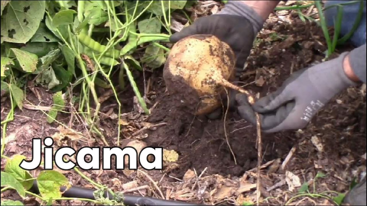 Growing Jicama In Our Midwest Zone 6b Garden From Start To Finish