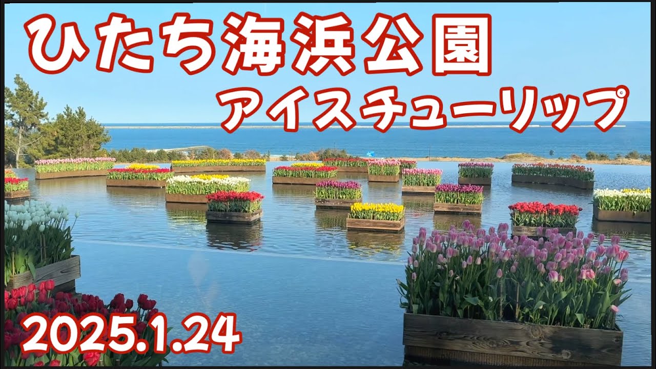 ひたち海浜公園　アイスチューリップ