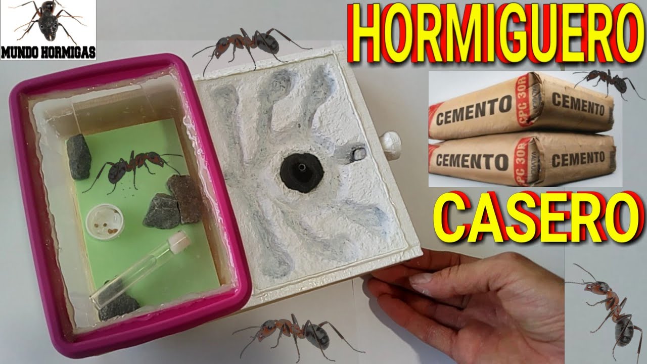 Hormiguero casero de cemento hormiguero barato con cemento Nivel Intermedio - MUNDO  HORMIGAS