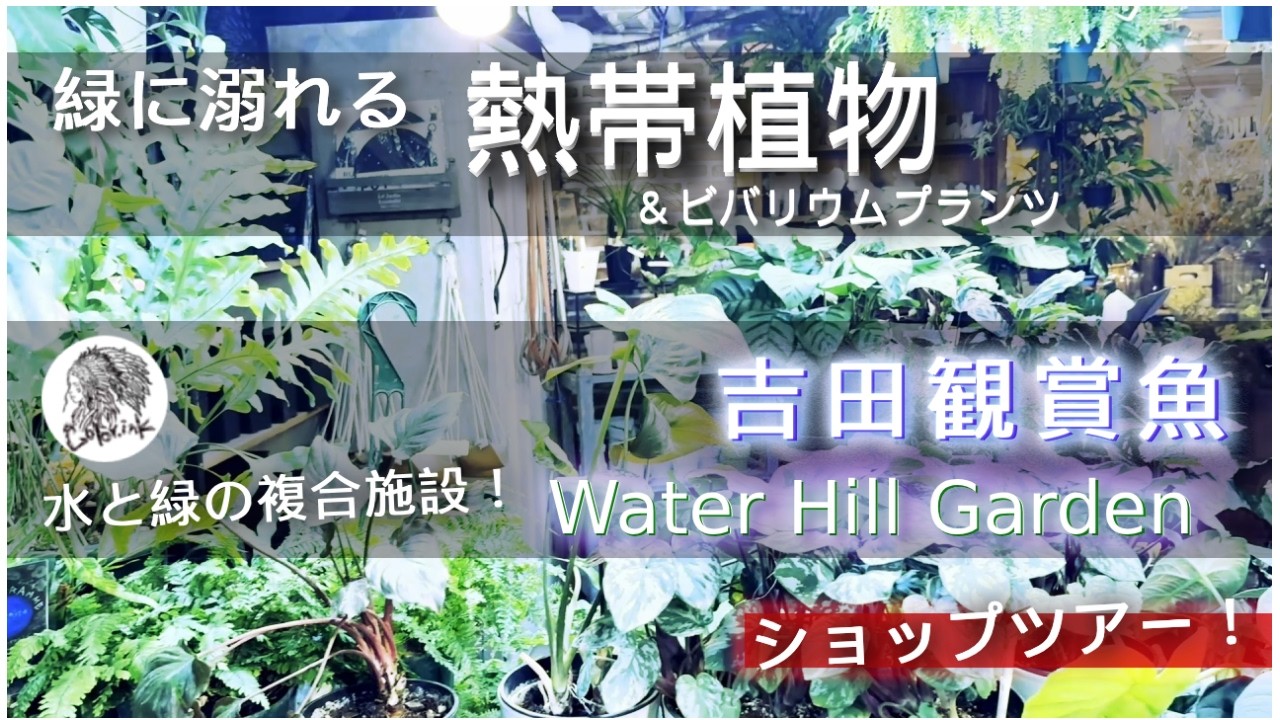 【観葉植物】緑に溺れる！？吉田観賞魚・創業100年の大型アクアショップに並ぶ熱帯植物＋ビバリウムプランツ｜パルダリウム｜八王子
