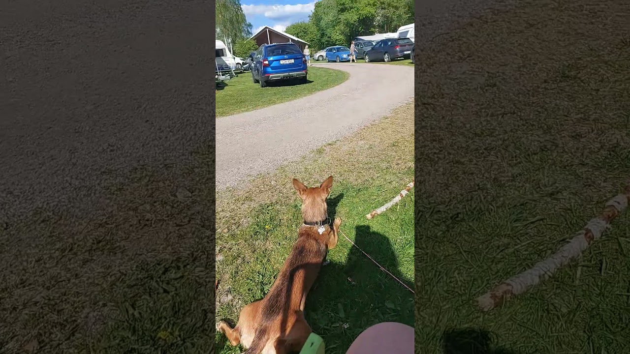 Massa folk p&aring; campingen... #maskrosmor #barn #camping #hund