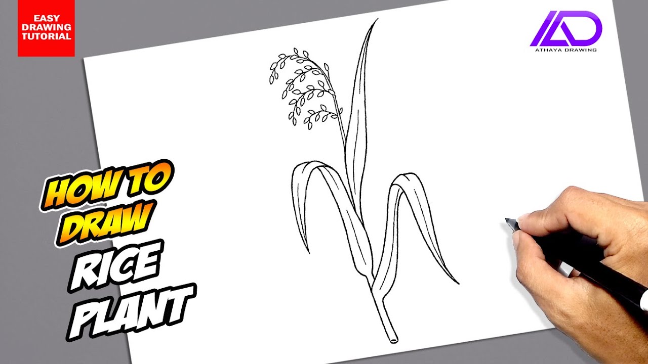 How to draw Rice Plant