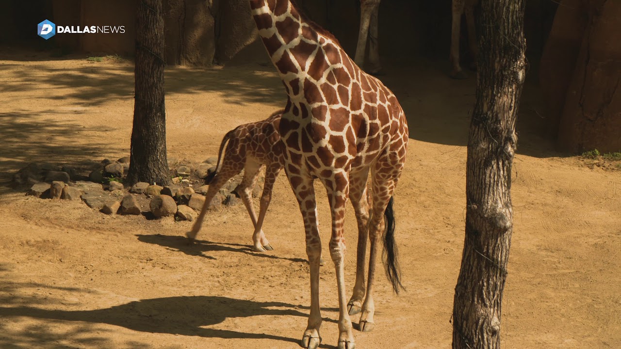Dallas Zoo's newest baby giraffe 