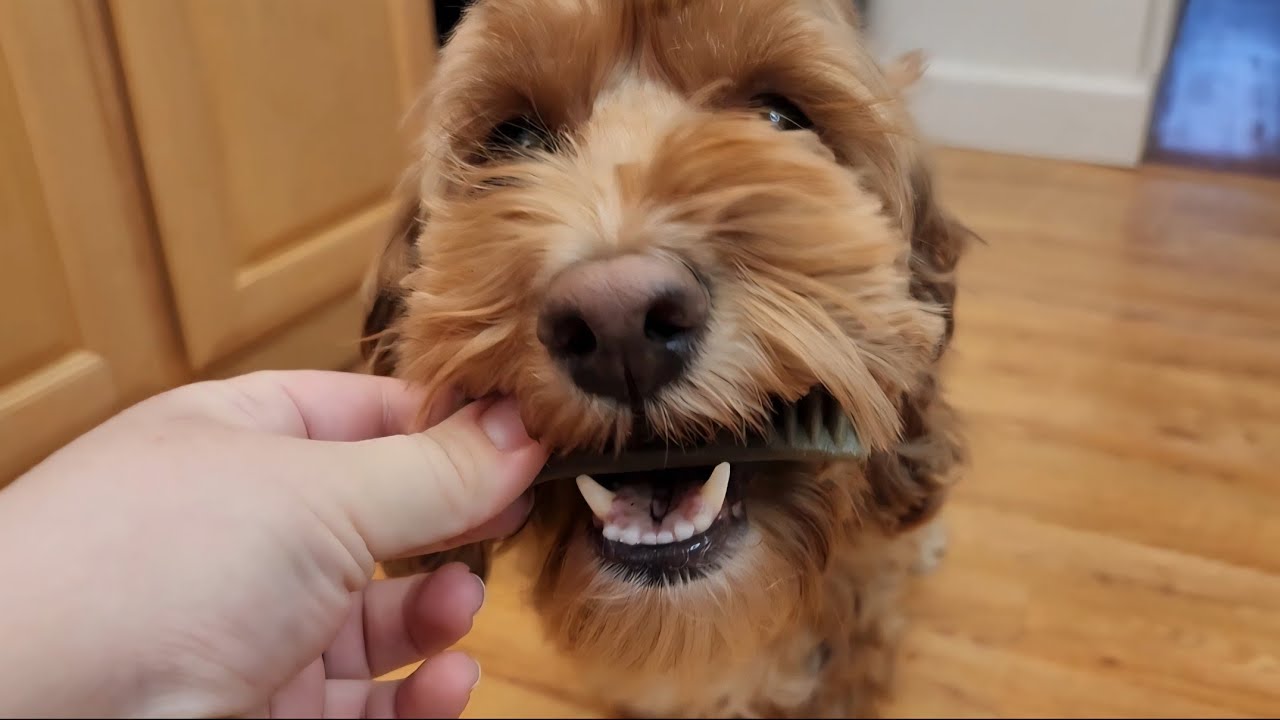 Greenies Dental Treats Review 