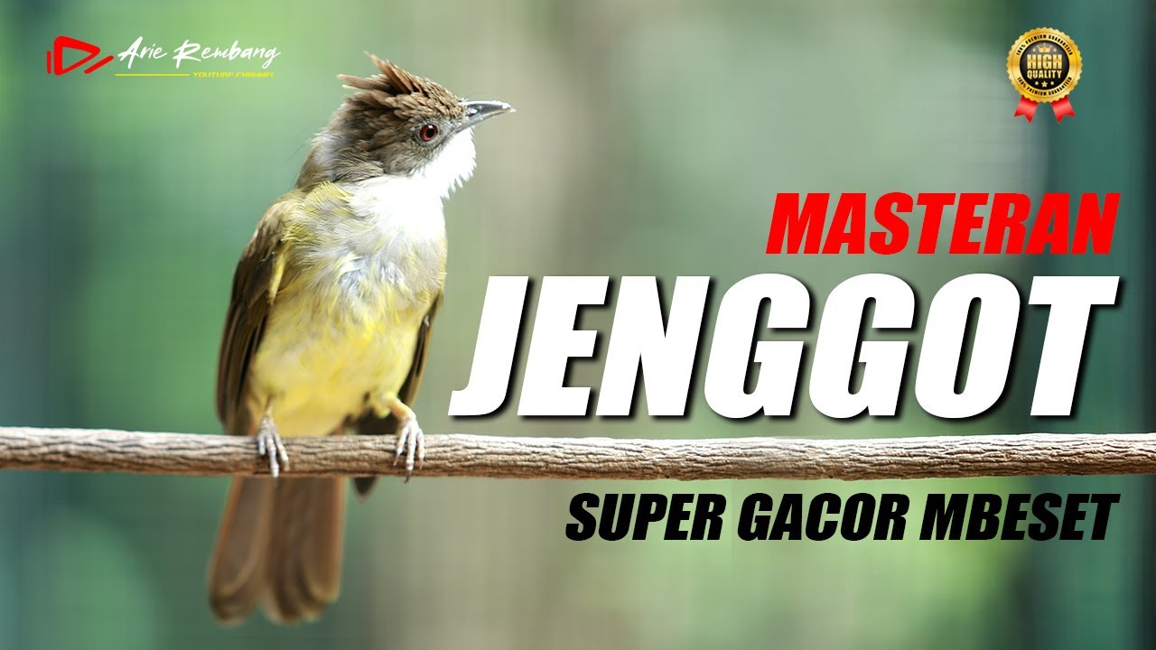 MASTERAN CUCAK JENGGOT GACOR SUPER MEWAH