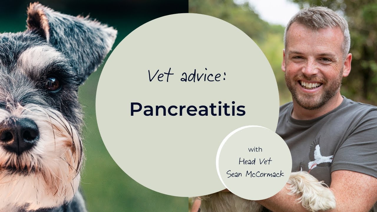 Focus on: Pancreatitis