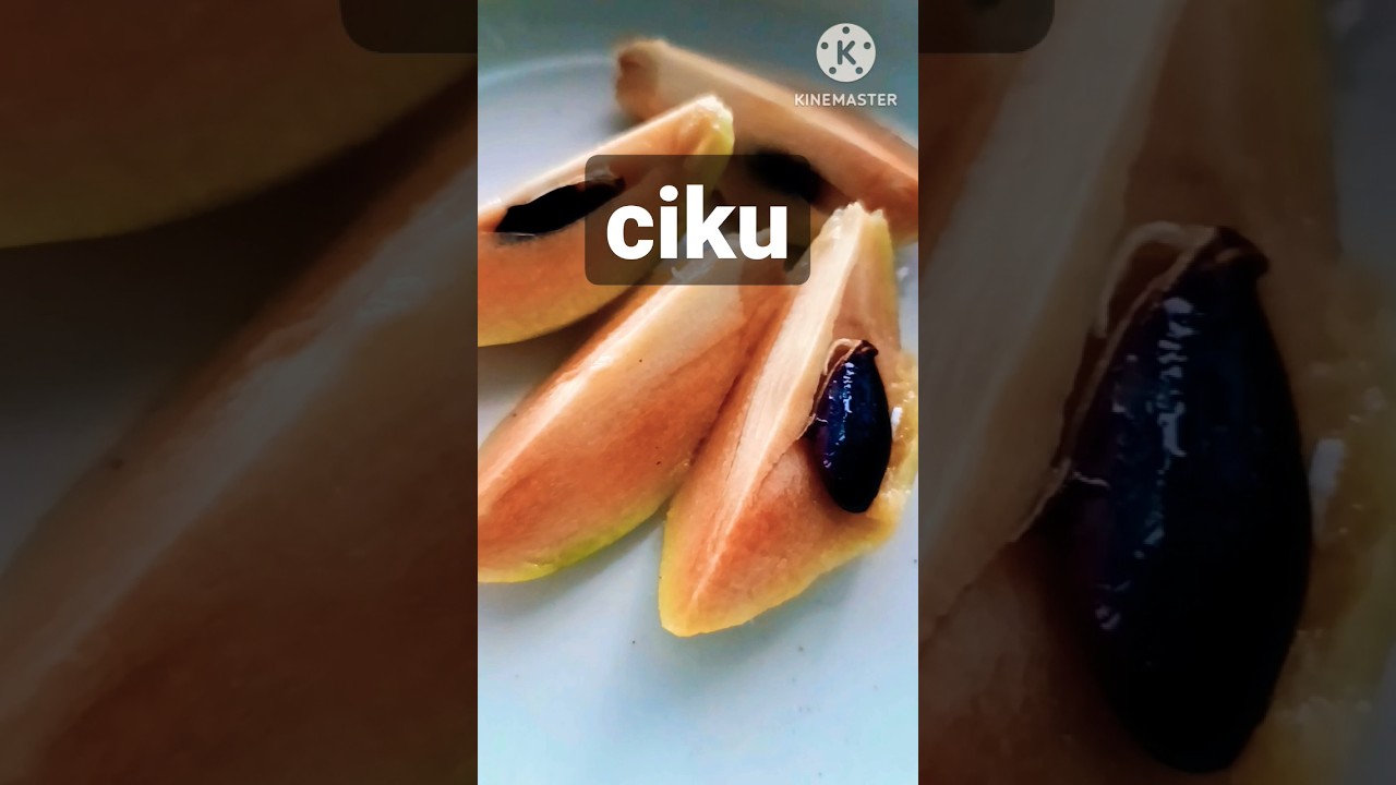 Buah ciku manis.Sweet sapodilla. Manilkara zapota.