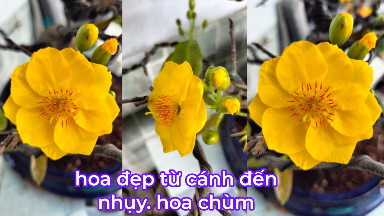 Xem 2 giống mai lạ nó nở như thế nào.xem và góp ý kiến cho vui ạ 