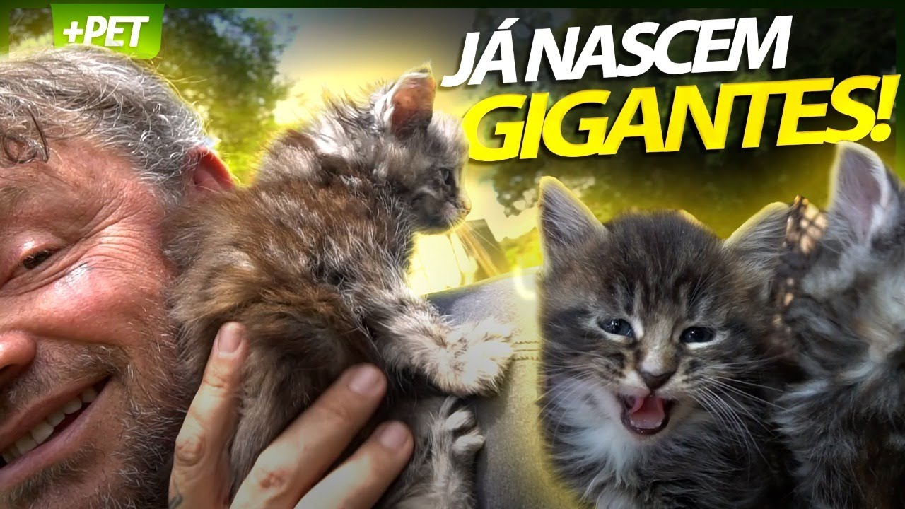 INÉDITO, O NASCIMENTO DE UM GATO GIGANTE! MAINE COON | RICHARD RASMUSSEN