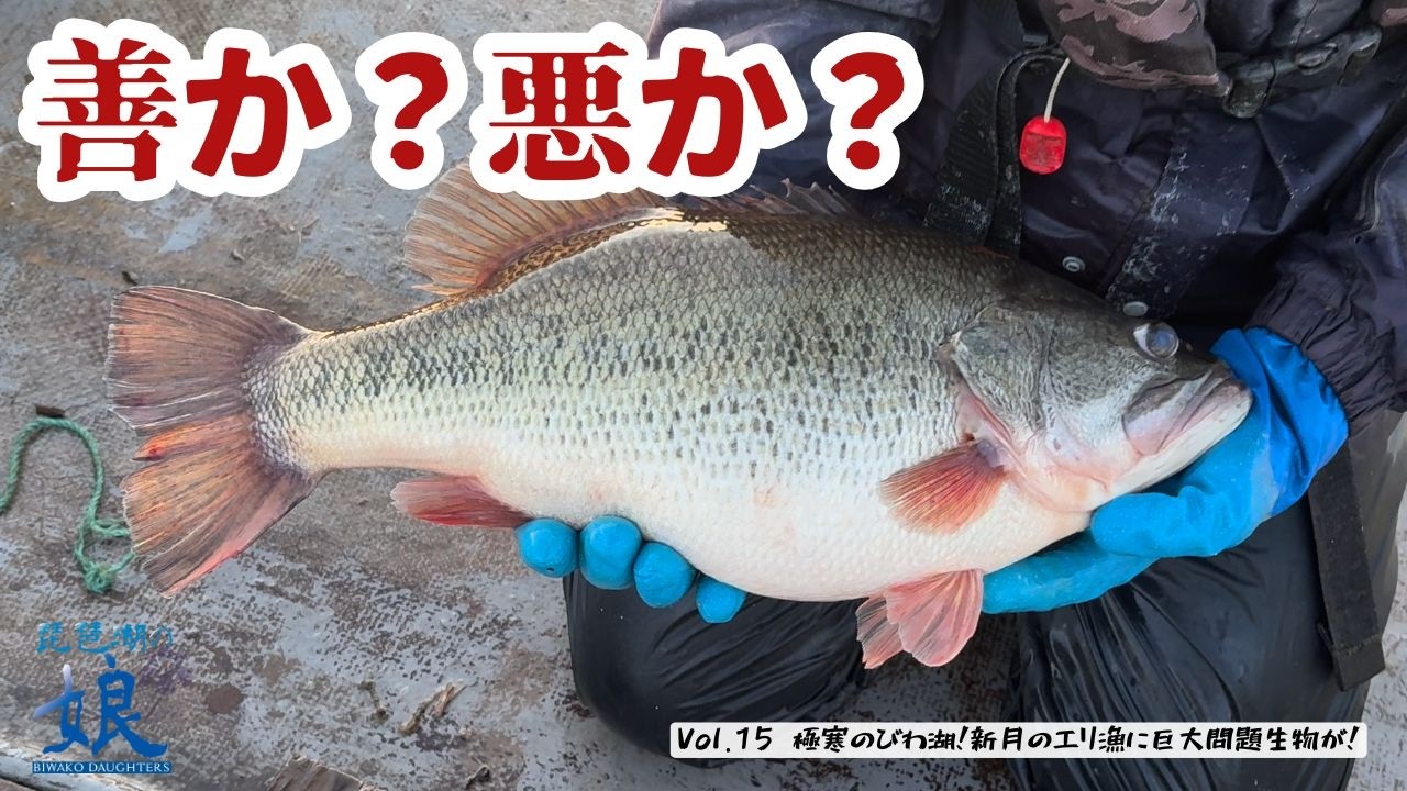 【 琵琶湖の問題生物 】害魚か資源か、私達は、、、