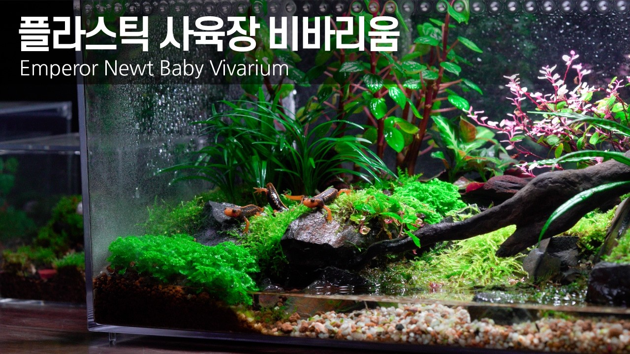 가볍고 투명한 플라스틱 사육장에 만든 엠페러뉴트 비바리움 l 재료 준비부터 완성까지!