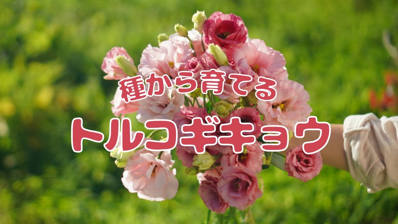種から育てるトルコギキョウ｜種まきから開花までの10ヶ月｜4種類の土をつかった実験