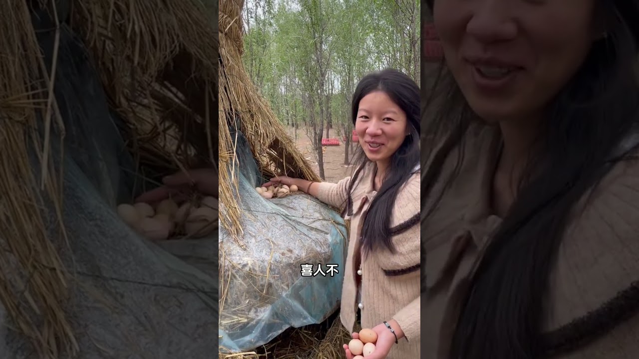 🐔散养“土鸡”“土鸡蛋”自然健康 ❤️纯纯的味道，五谷杂粮喂养 ❤️让您吃的美味，吃的放心 家人们记得预约下午5点🕰的直播哈 我们不见不散👐 #农村土鸡蛋 #三农 #新农人计划 #农家散养土鸡蛋