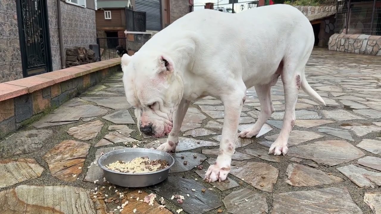 DOGOARGENTİNO 1 GÜNDE KAÇ KİLO YEMEK YER ?