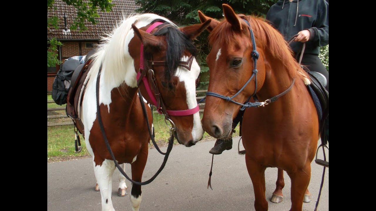 Wanderritt Altmark 2014