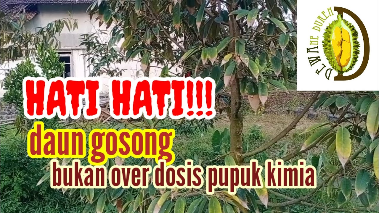60.000 VIEW❗❗ HATI HATI PH TANAH BERMASALAH MEMBUAT DAUN GOSONG(