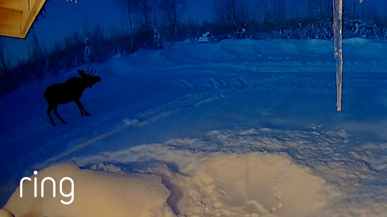 Have You Ever Seen a Moose Do This?! | RingTV