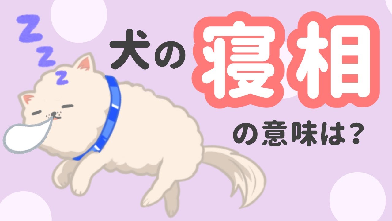 愛犬の寝相は？寝る姿勢でわかる！犬の心理と熟睡レベル