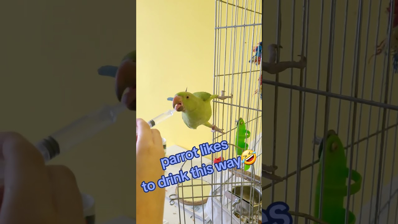 #parrot