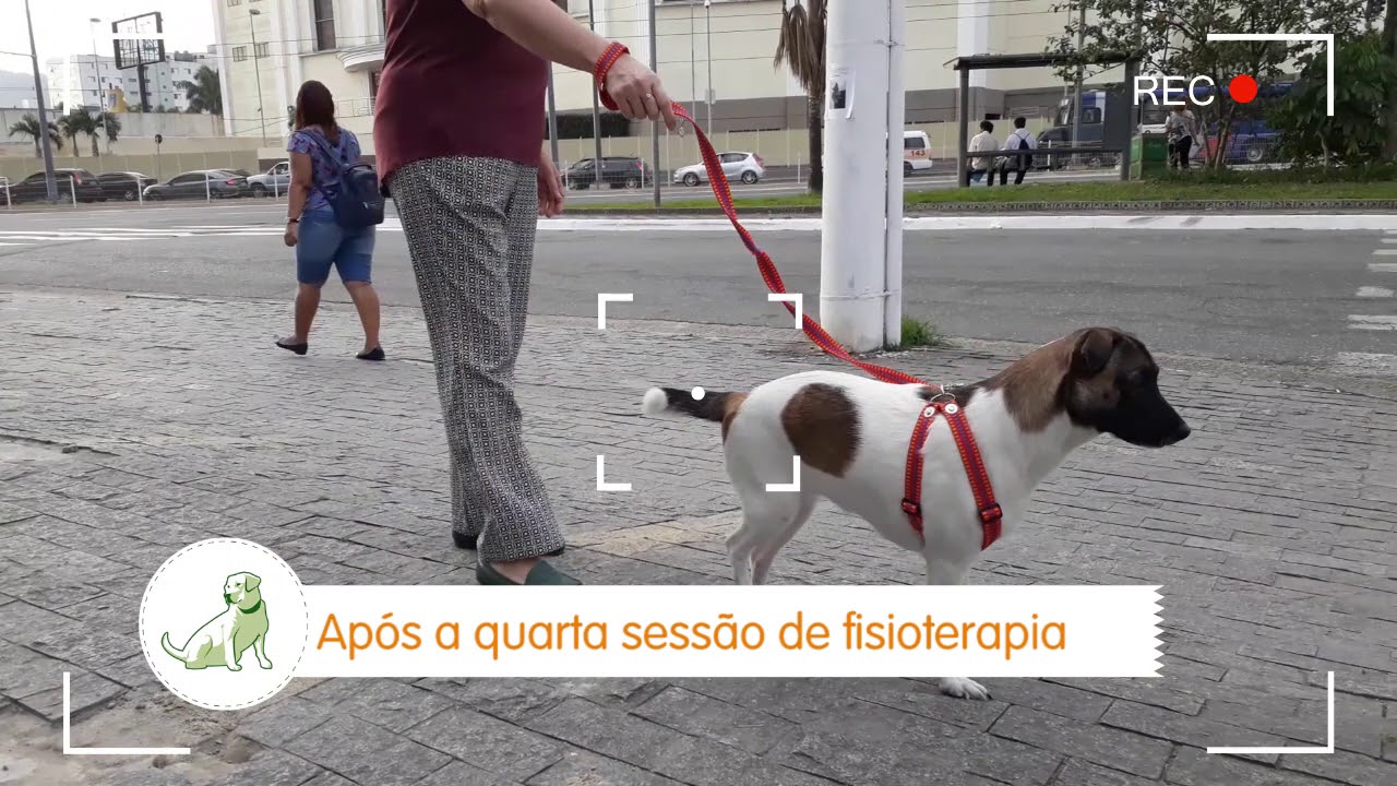 Rede Pet Fisio - Amputação da Cabeça do Fêmur (Colocefalectomia): Amora