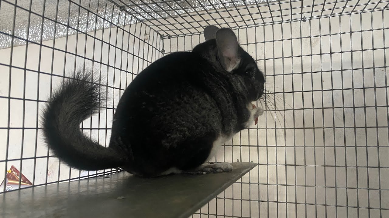 ДЕЛЮСЬ МНОГОЛЕТНИМ ОПЫТОМ | СЕЛЬСКОЕ ХОЗЯЙСТВО | СЕМЕЙНЫЙ ДОМАШНИЙ БИЗНЕС 