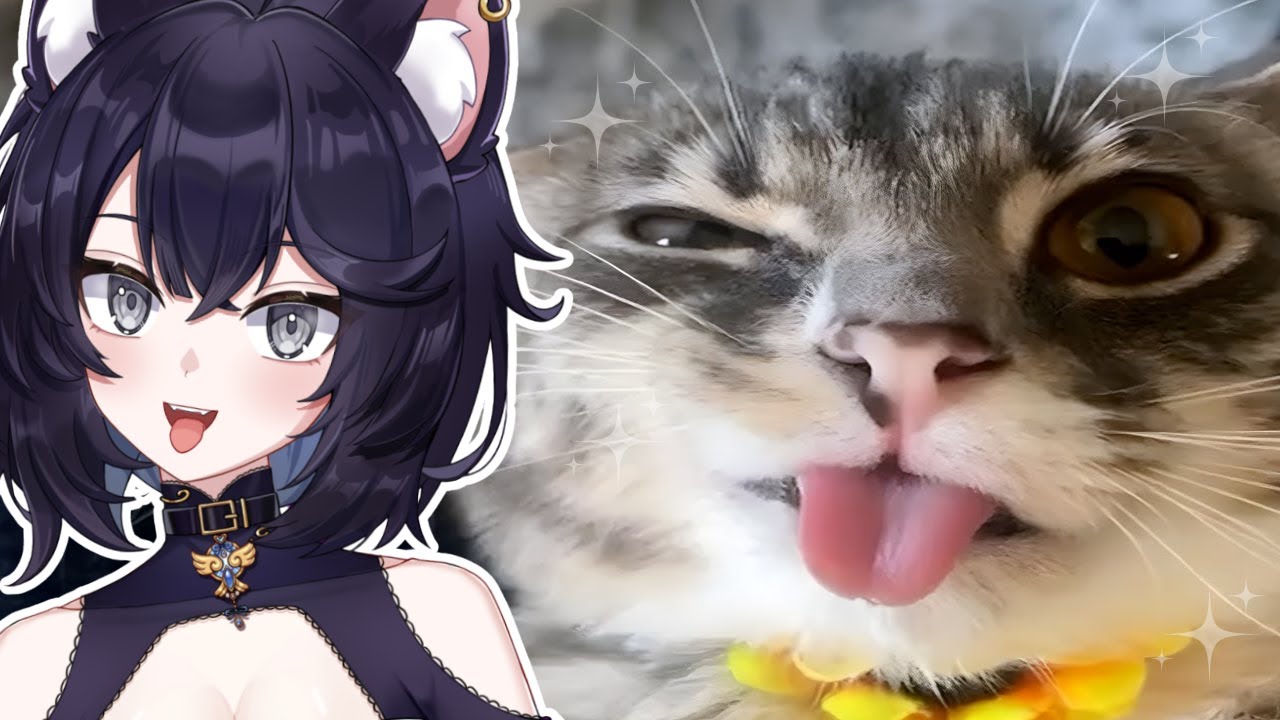 КОШКИ ЛУЧШИЕ! | Реакция Сафвина на мемы про кошек