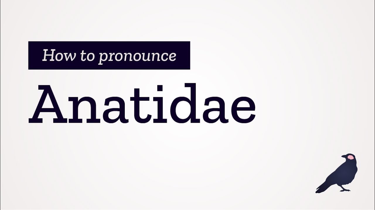 How to Pronounce Anatidae