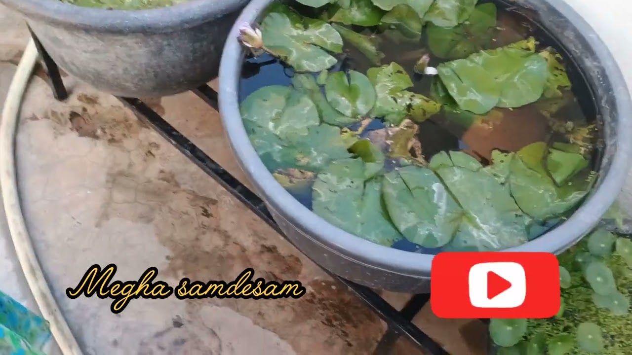 గుడివాడ గోపికా గారి terrace garden #meghasandesam #hemasiva 