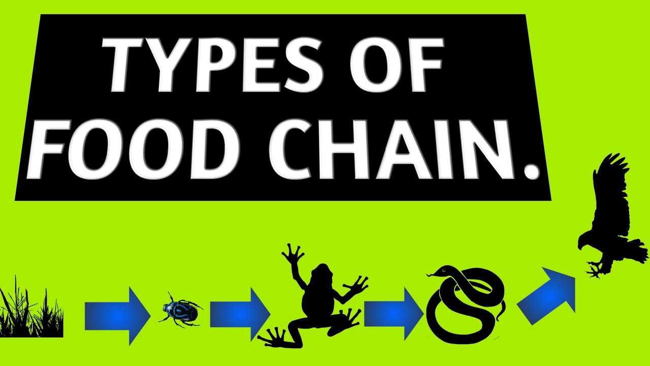 Types of food chain in ecosystem | Food chain types | 2020