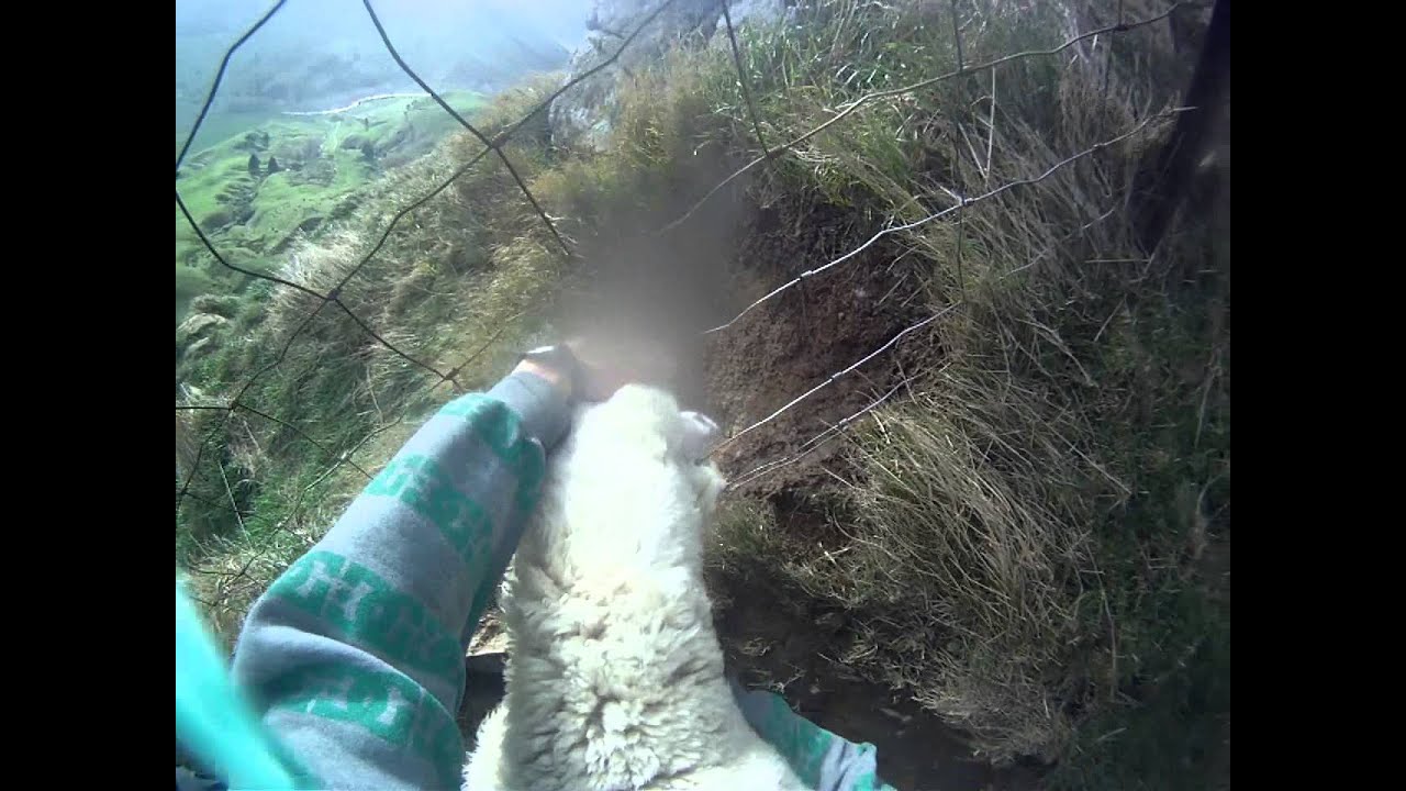 Fail rescue sheep NZ 