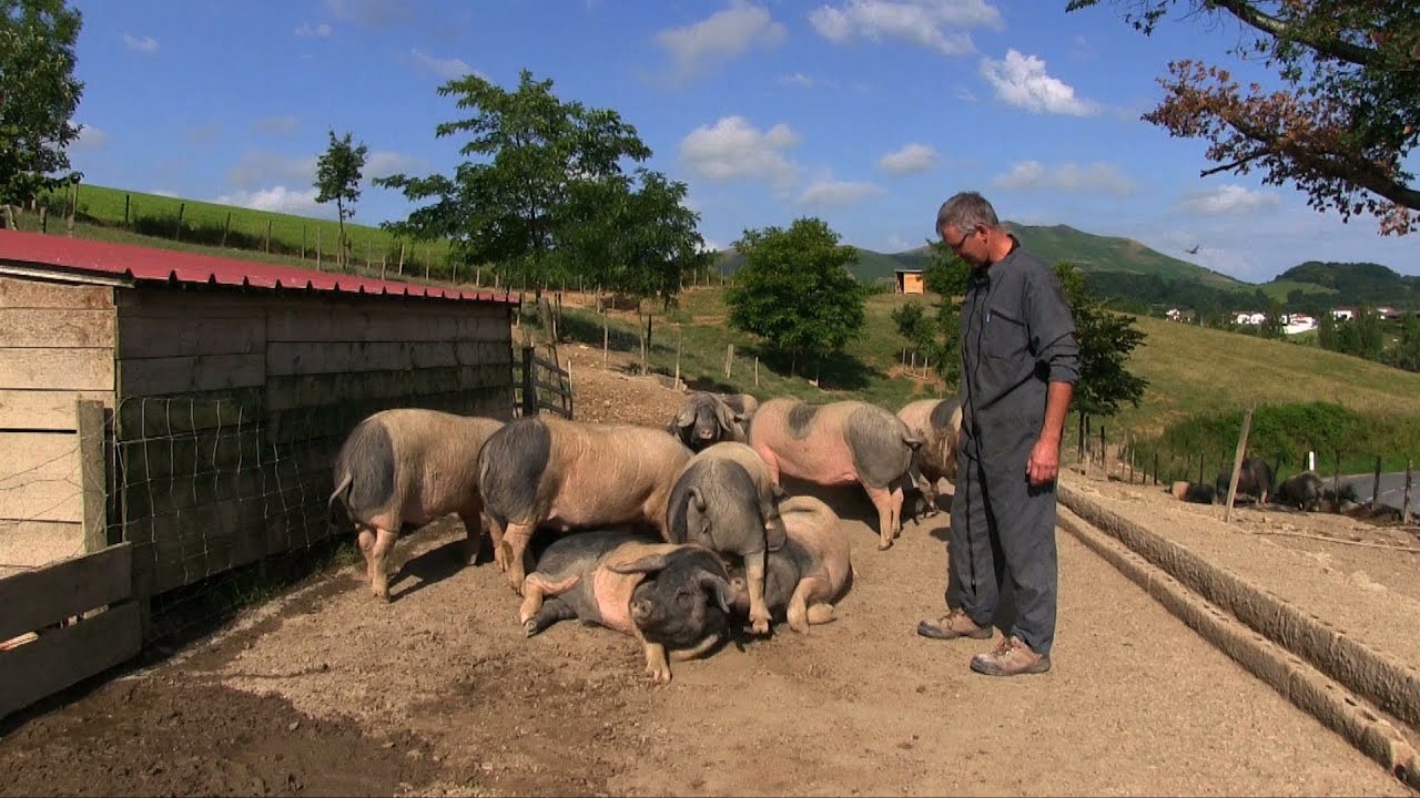 Le porc Kintoa