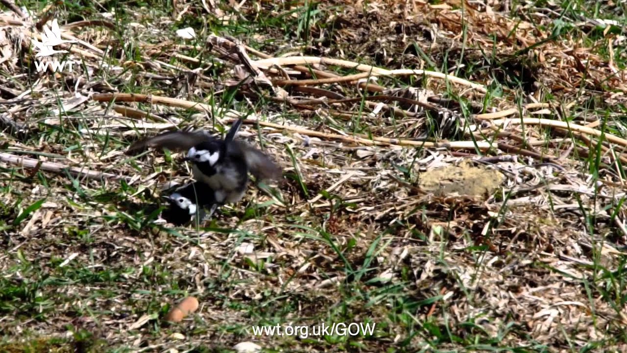 WWT Welney - Pied Wagtail Display