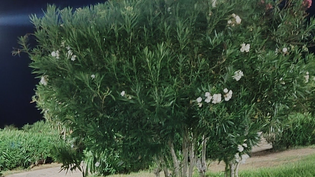 Canlı Sohbet🍀 Hayırlı Geceler 🍀Kimler Burada