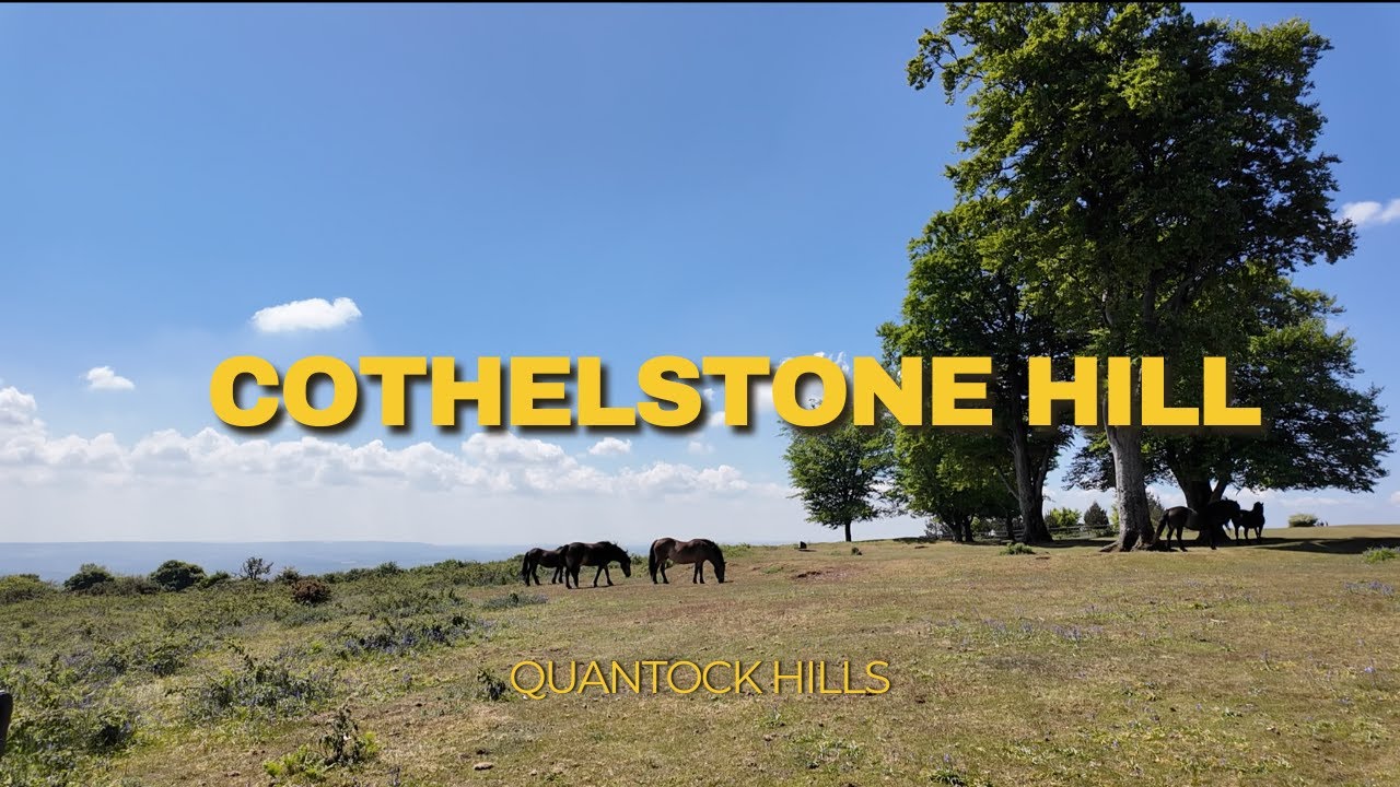 Walking Cothelstone Hill - Quantock Hills with Exmoor Ponies!