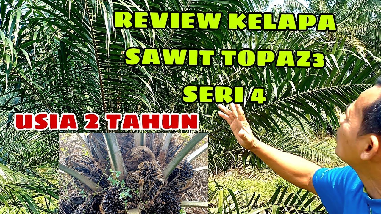 PETANI GEMBIRA PUNYA KELAPA SAWIT UNGGUL TOPAZ 3 SERI 4
