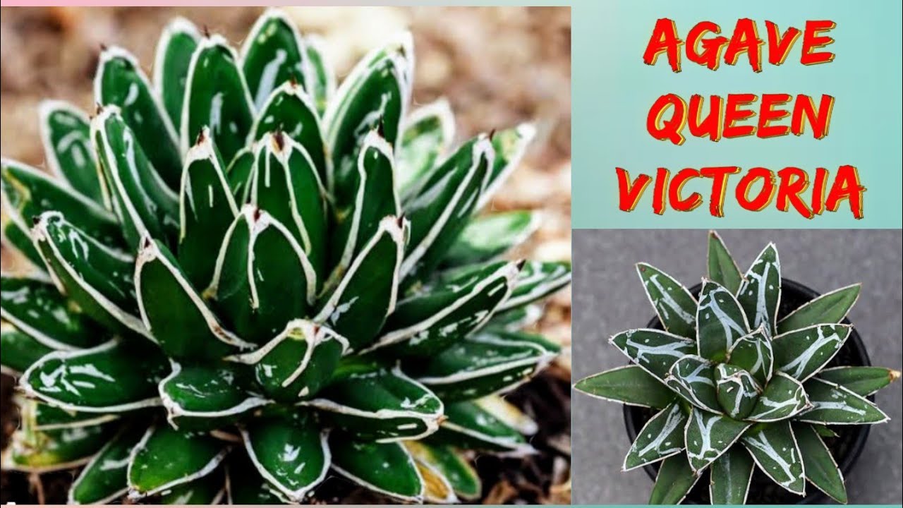 Queen Victoria Agave Facts and Repotting 🥰🌿🪴