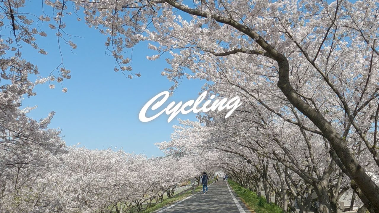 【夢前川サイクリングロード】満開！桜のトンネル　兵庫 / 姫路