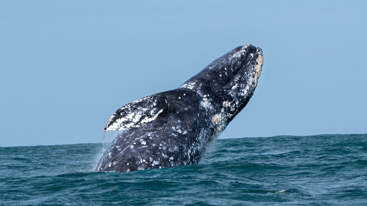 Travesia Entre Ballenas y El Desierto - Baja