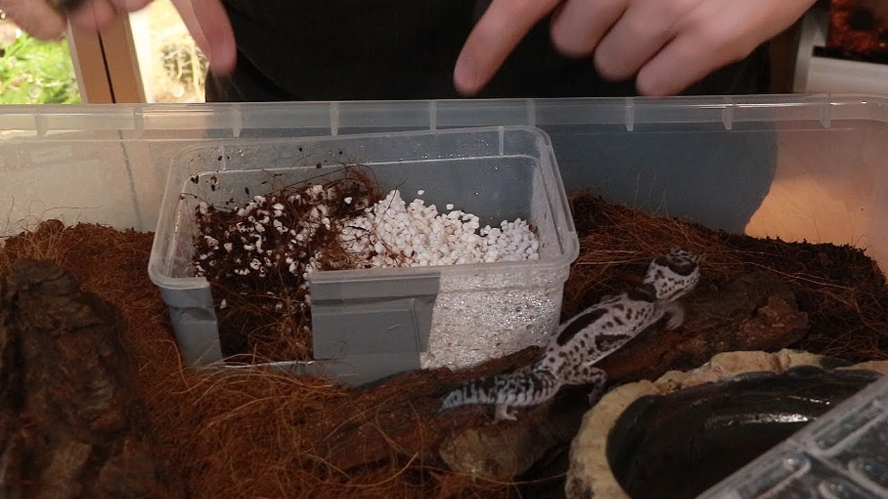 CHASSE AUX OEUFS ...DE REPTILE !