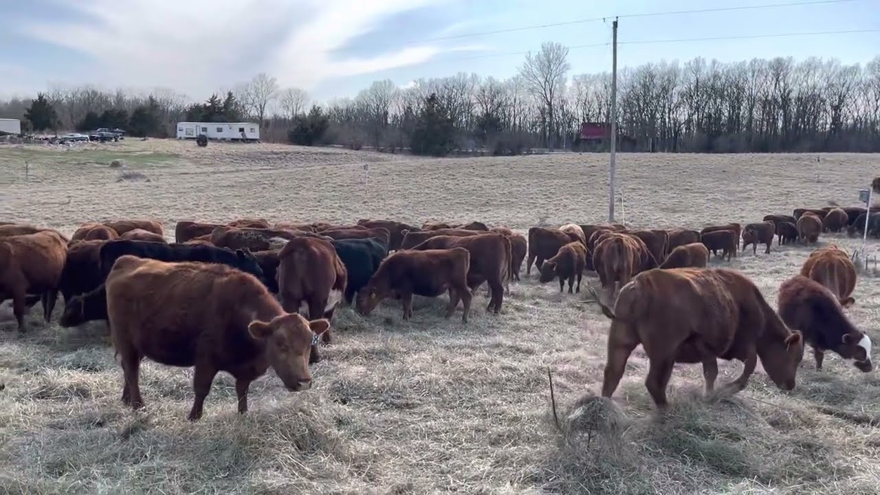 Stretching your winter stockpile by unrolling hay. Never run out of stockpile.