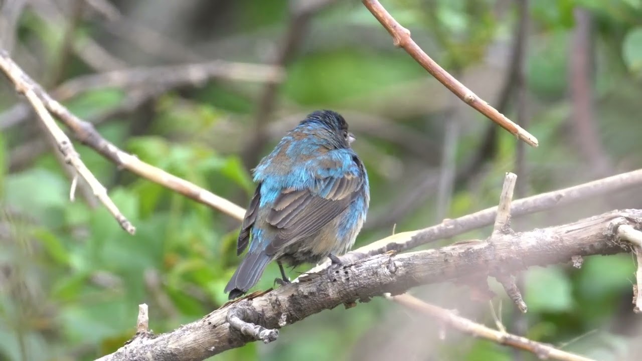 Indigo Bunting