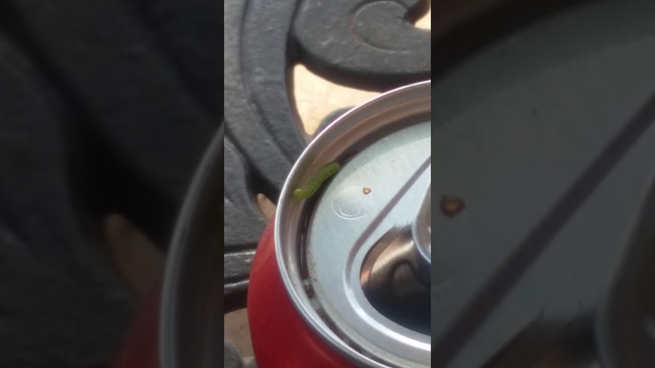 Caterpillar takes a craaaazy spill