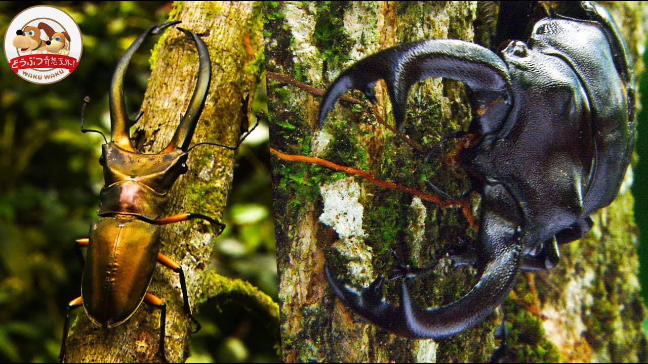 【巨大カブトvs巨大クワガタ】世界有数の”クワガタ密集地帯”で『宝石のようなクワガタ』を発見する貴重映像！世界最大級のクワガタも採集する大冒険【どうぶつ奇想天外／WAKUWAKU】