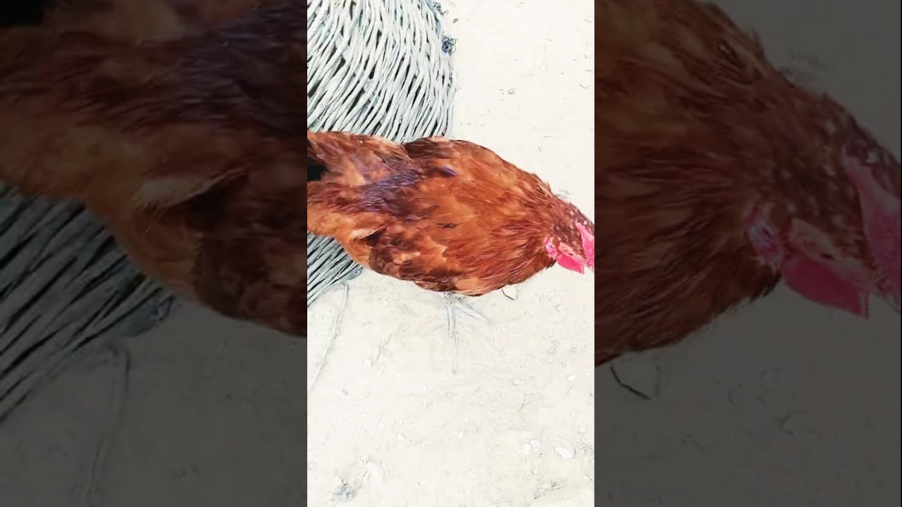 murgh 07 Dec 2025 miseri one pic for sale