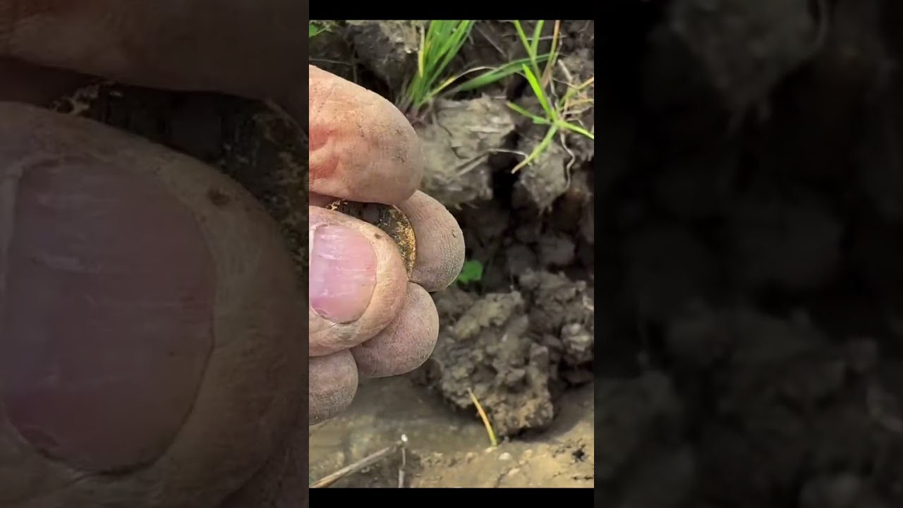 Gold hammered coin found