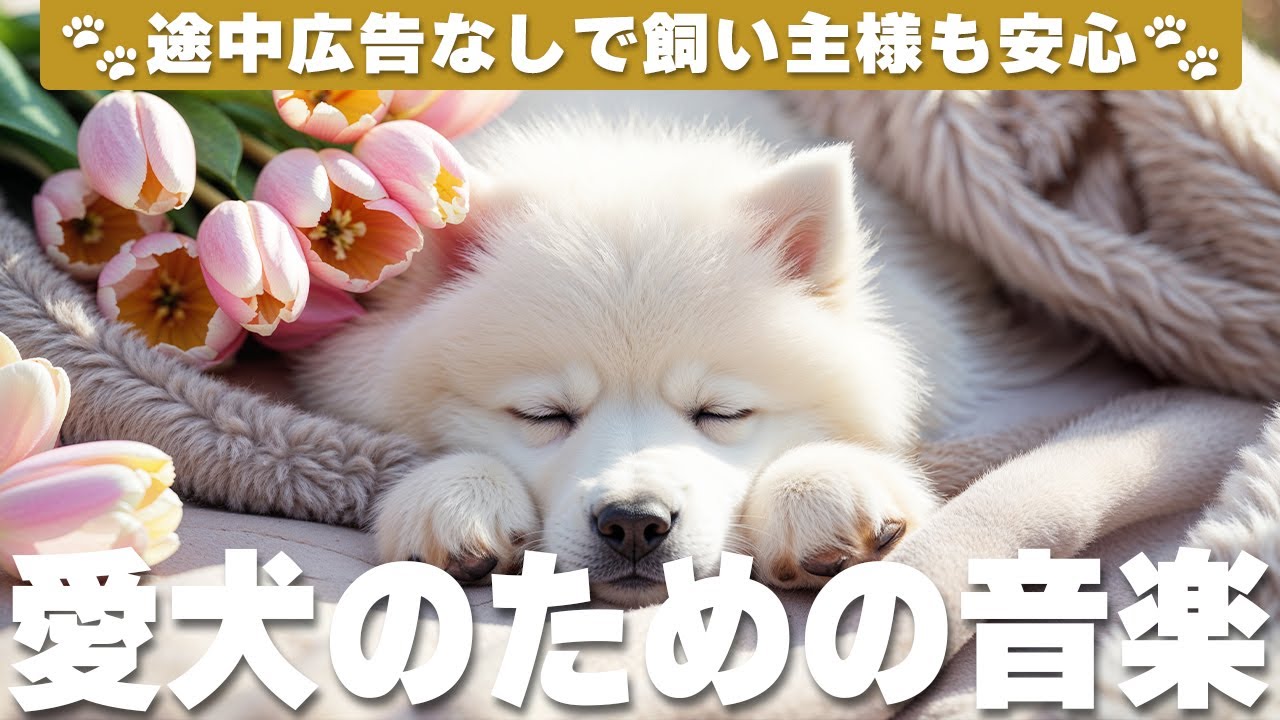 愛犬が落ち着く音楽 (12時間広告なし) 🐶 犬がリラックスする音楽 | 長時間のお留守番 / vol.816